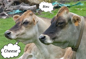 04JerseyOldDuoByJamainWC