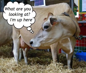 08Jersey_CowByDavidMerrettWC