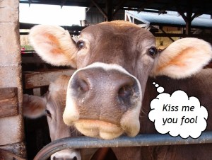 09BrownSwissByMikeSporcicUSDA