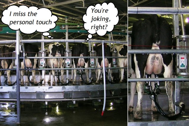 11MilkParlorRotaryByCgoodwinWCaWide