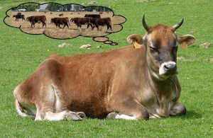 12JerseyRestingHornedByJamainWC